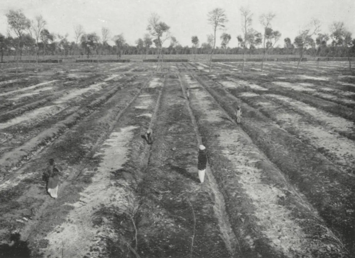 Historical photograph of trenches dug for planting the Changa Manga forest, around 1912